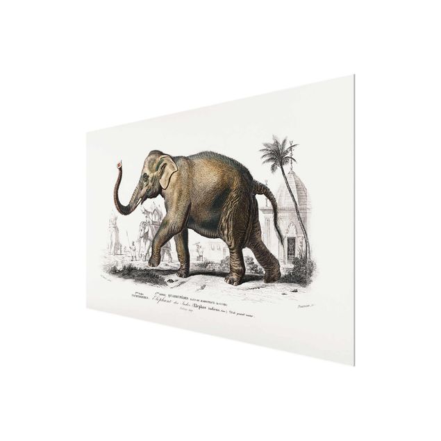 Billeder natur Vintage Board Elephant