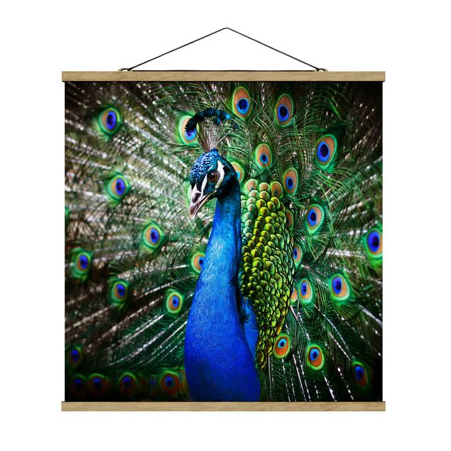 Billeder dyr Noble Peacock