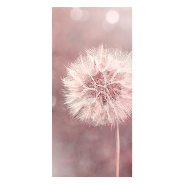 Magnettavler blomster Dandelion Bokeh Light Pink
