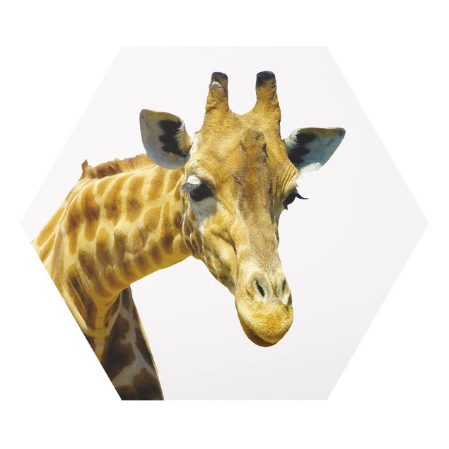 Forex No.21 Prying Giraffe