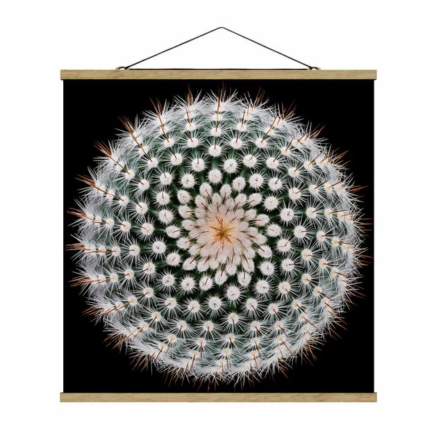 Billeder moderne Cactus Flower