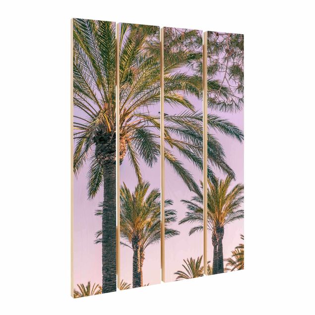 Billeder Palm Trees At Sunset