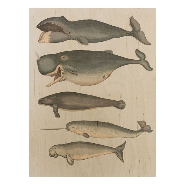 Prints på træ vintage Five Vintage Whales