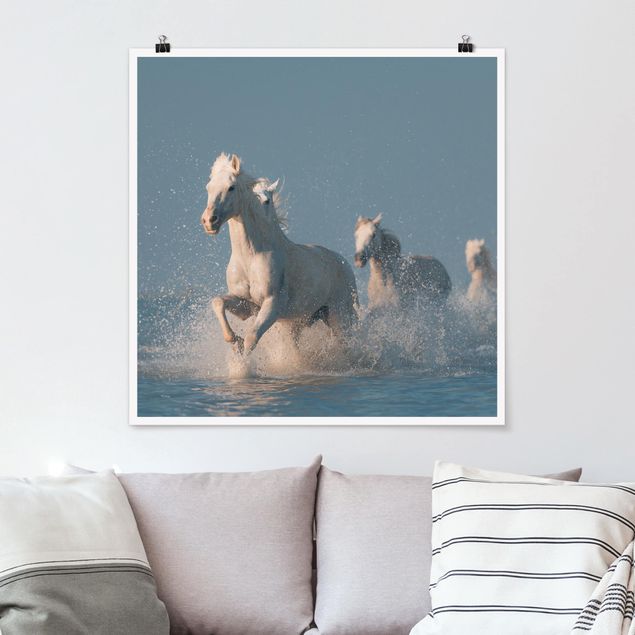 Billeder heste Herd Of White Horses