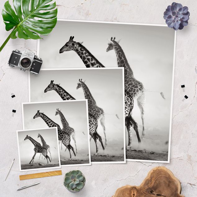 Billeder Giraffe Hunt
