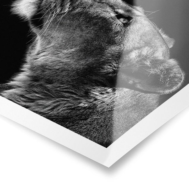 Billeder sort og hvid Portrait Of A Lioness