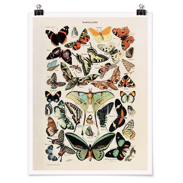 Plakater dyr Vintage Board Butterflies And Moths