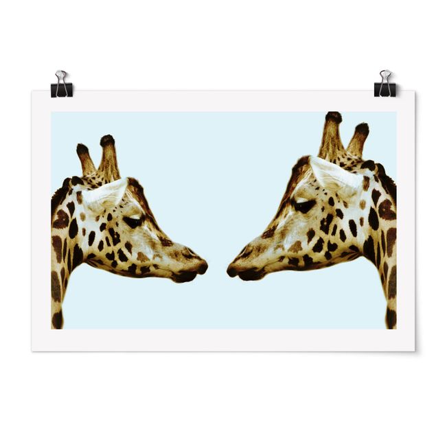 Billeder Afrika Giraffes In Love