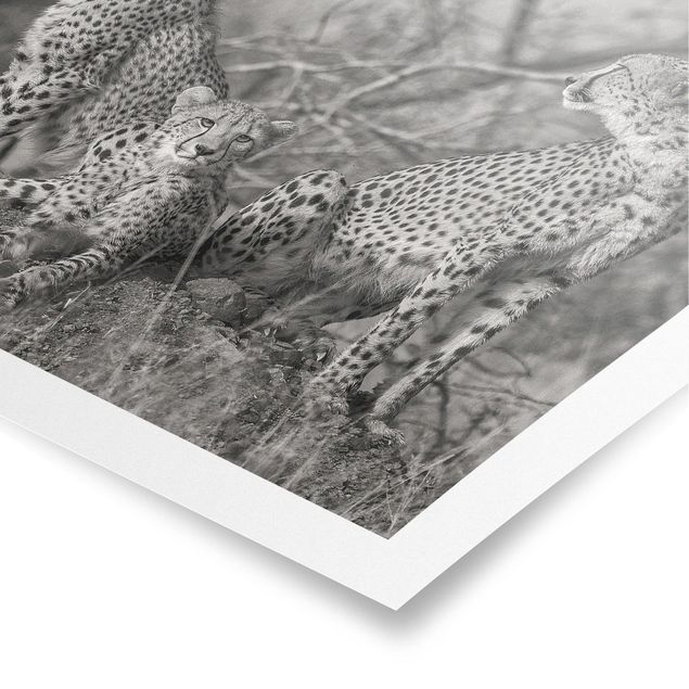Billeder sort og hvid Three Cheetahs