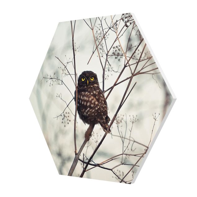 Sekskantede billeder Owl In The Winter