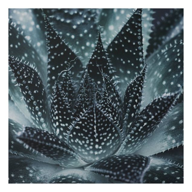 Billeder Monika Strigel Cactus Drizzled With Starlight At Night