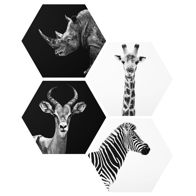 Billeder moderne Safari Quartet