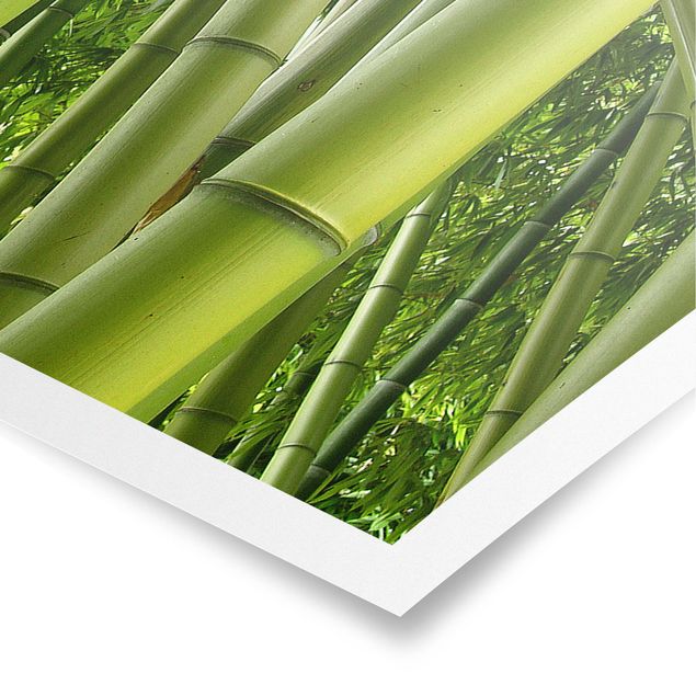 Plakater landskaber Bamboo Trees