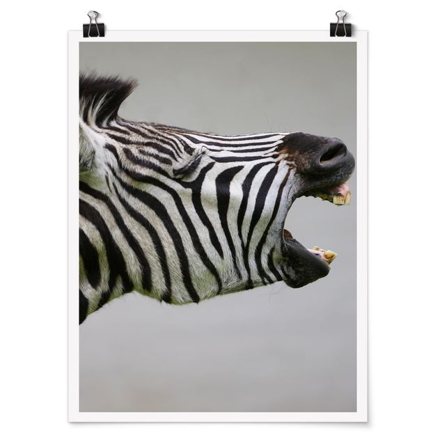 Billeder Afrika Roaring Zebra
