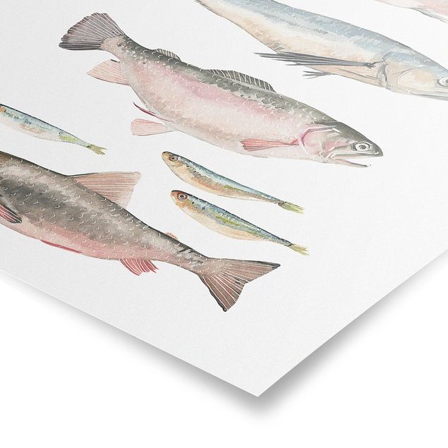 Plakater dyr Seven Fish In Watercolour I