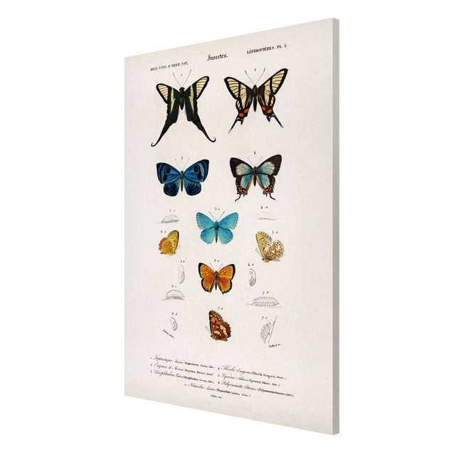 Magnettavler dyr Vintage Board Butterflies I