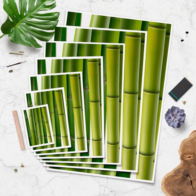 Billeder Bamboo Plants