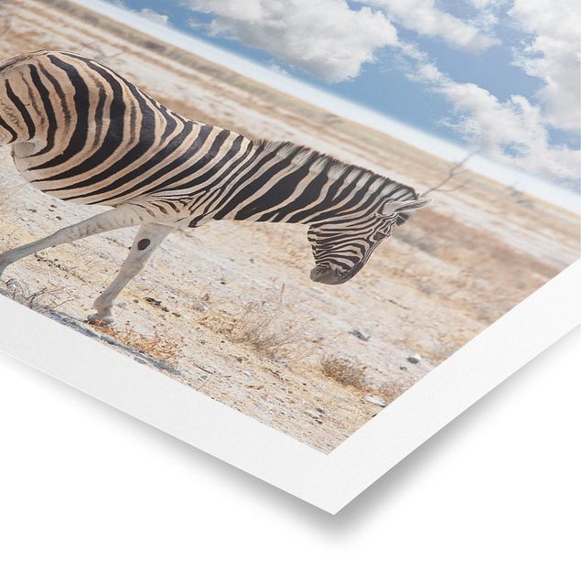 Plakater landskaber Zebra In The Savannah