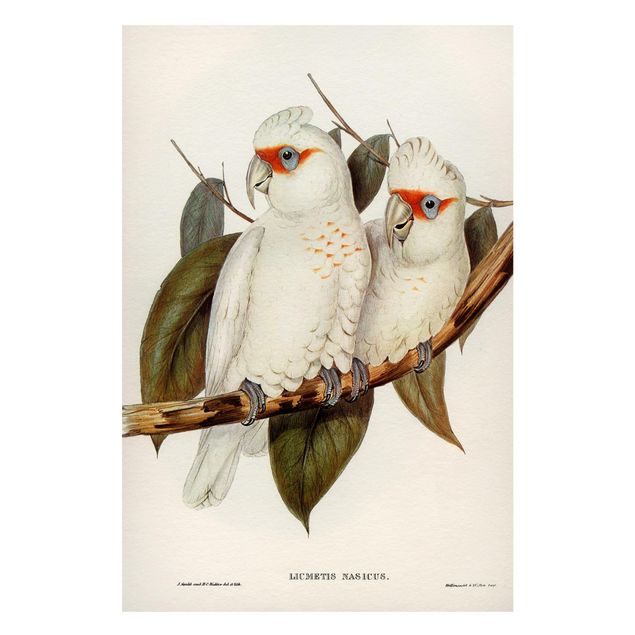 Magnettavler blomster Vintage Illustration White Cockatoo