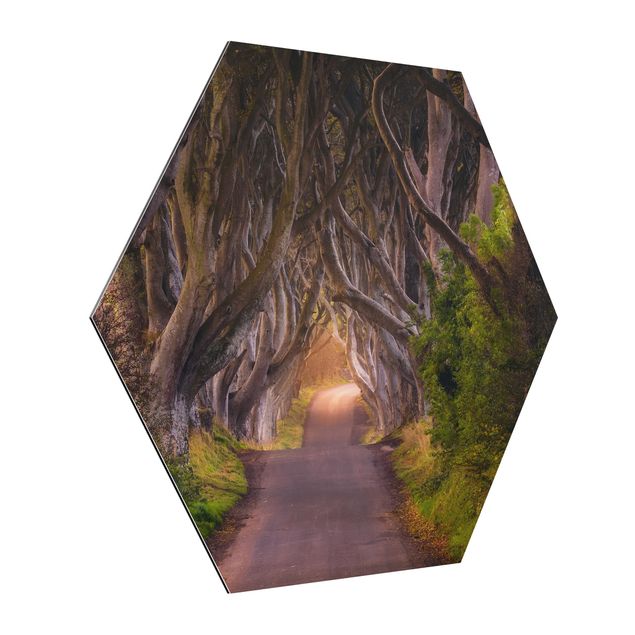 3D billeder Tunnel Of Trees