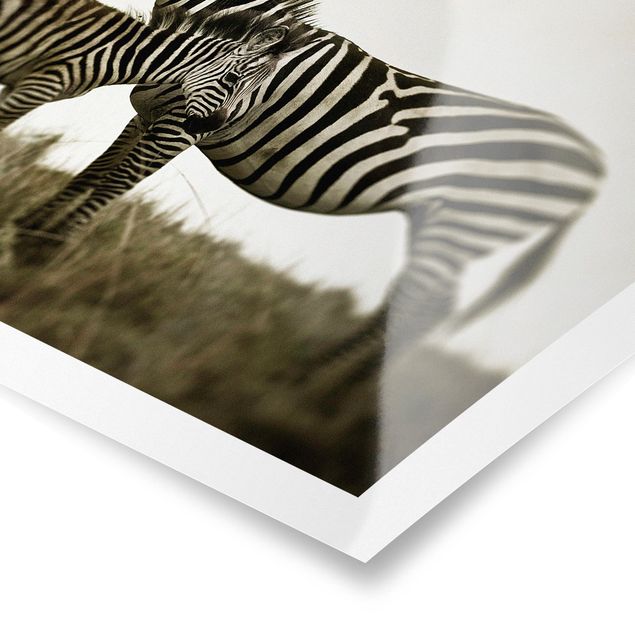 Billeder sort og hvid Zebra Couple