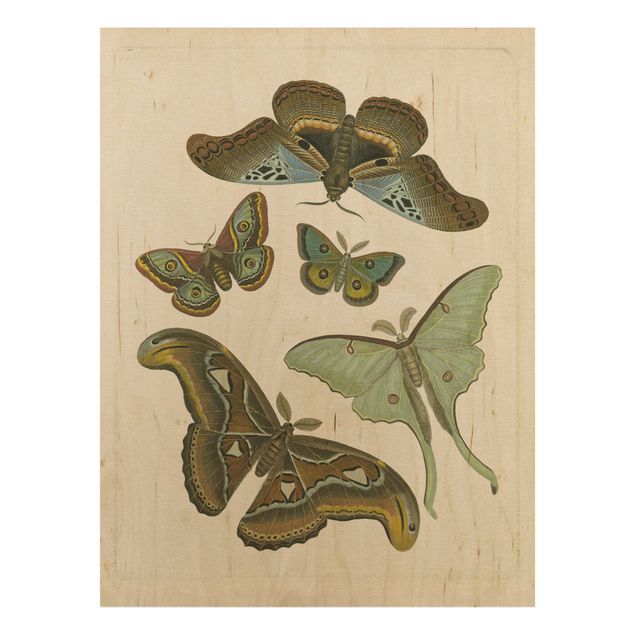 Prints på træ vintage Vintage Illustration Exotic Butterflies II