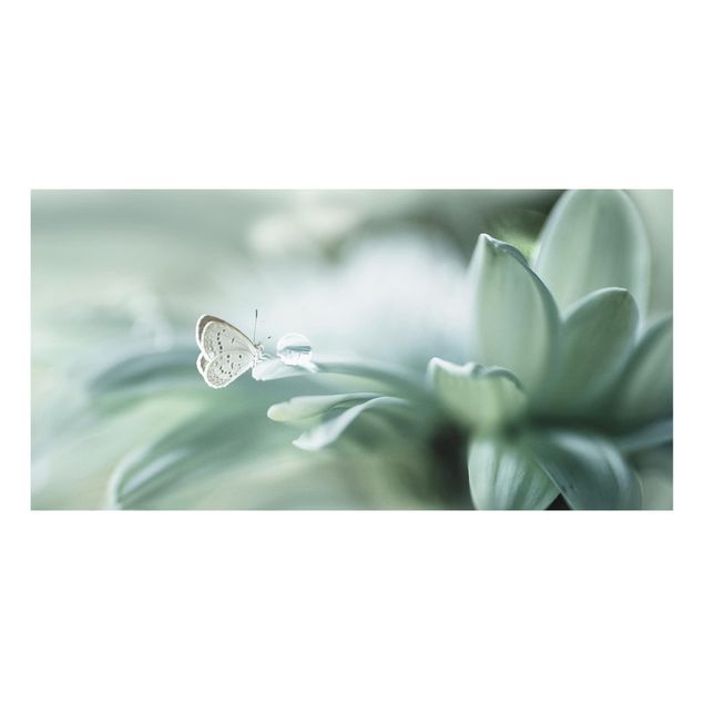 Billeder sommerfugle Butterfly And Dew Drops In Pastel Green