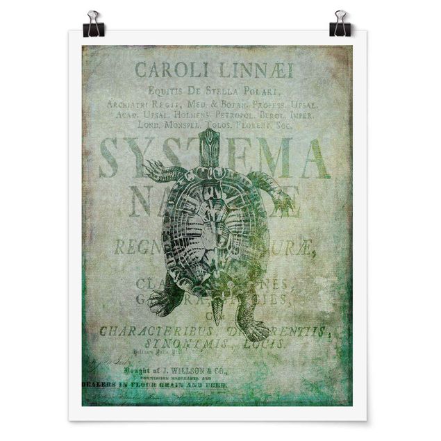 Plakater kunsttryk Vintage Collage - Antique Turtle