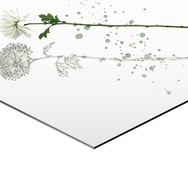 Sekskantede billeder Botanical Watercolour - Dandelion