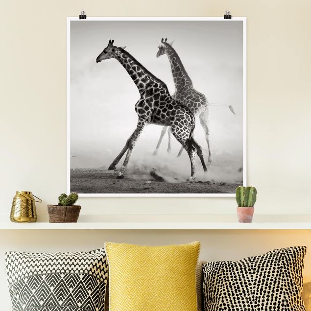 Billeder giraffer Giraffe Hunt
