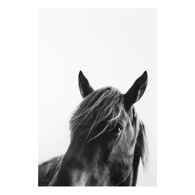 Billeder heste Curious Horse
