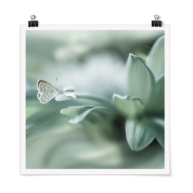 Plakater blomster Butterfly And Dew Drops In Pastel Green