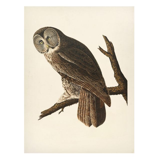 Magnettavler dyr Vintage Board Great Owl