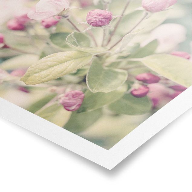 Billeder lyserød Apple Blossom Bokeh Light Pink