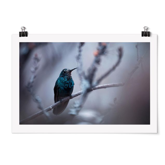 Billeder moderne Hummingbird In Winter