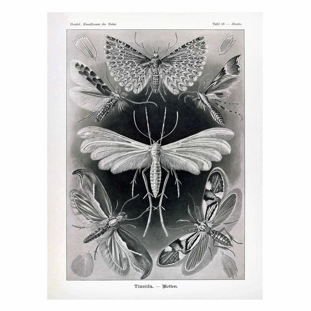 Billeder sommerfugle Vintage Board Moths And Butterflies