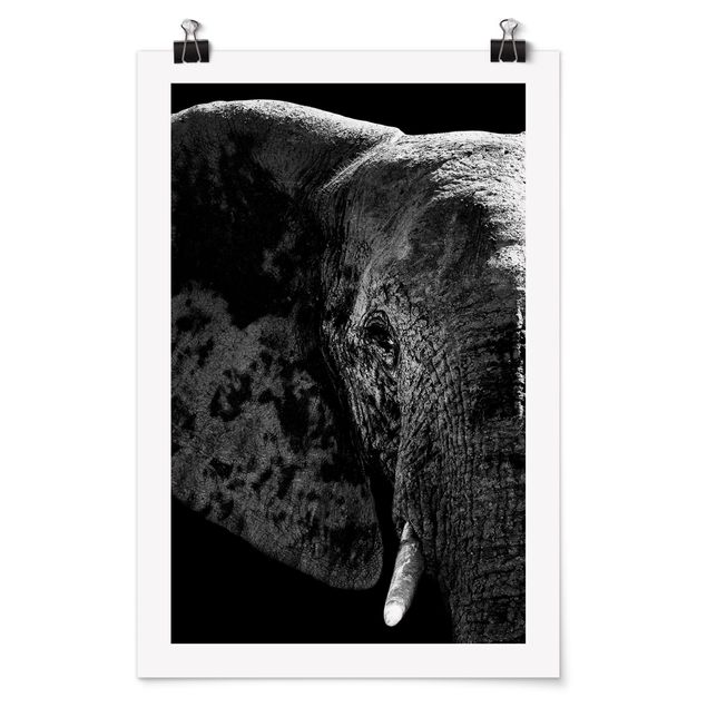 Plakater dyr African Elephant black and white
