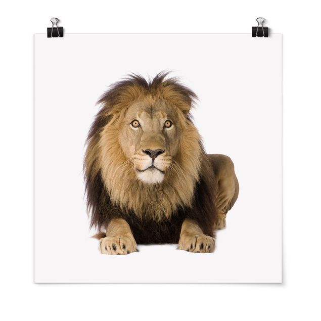 Plakater dyr King Lion ll