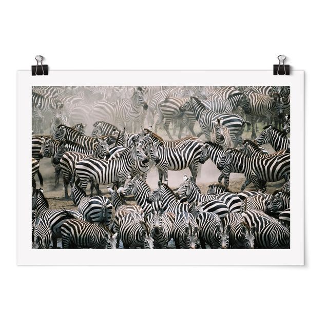 Plakater dyr Zebra Herd