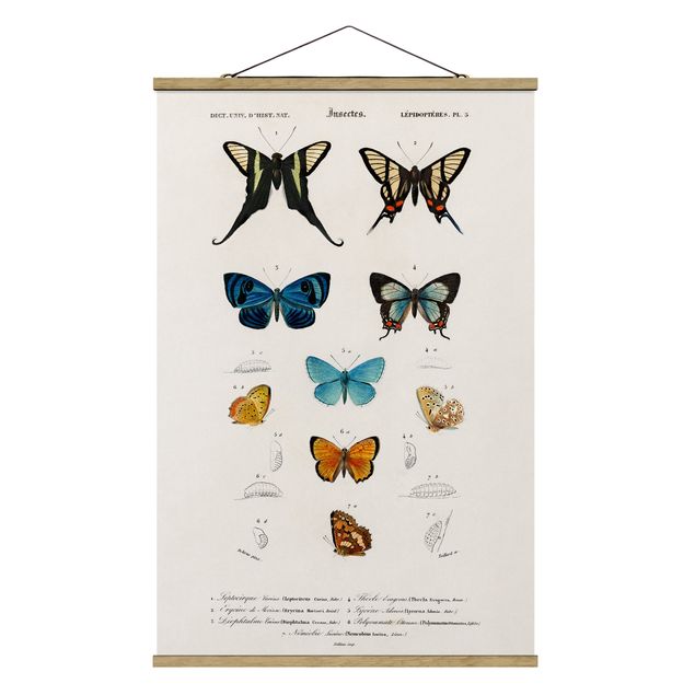 Billeder vintage Vintage Board Butterflies I