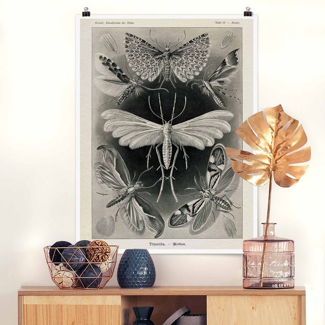 køkken dekorationer Vintage Board Moths And Butterflies