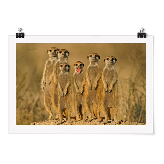 Billeder Afrika Meerkat Family