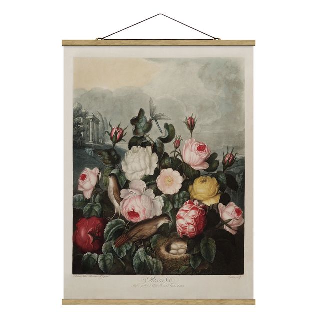 Billeder kære Botany Vintage Illustration Of Roses