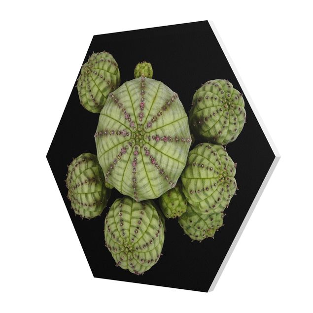 Billeder grøn Euphorbia - Spurge Urchins