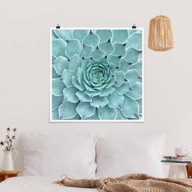Plakater blomster Cactus Agave