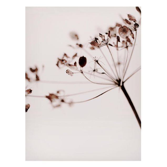 Magnettavler blomster Macro Image Dried Flowers In Shadow
