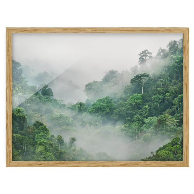 Billeder jungle Jungle In The Fog