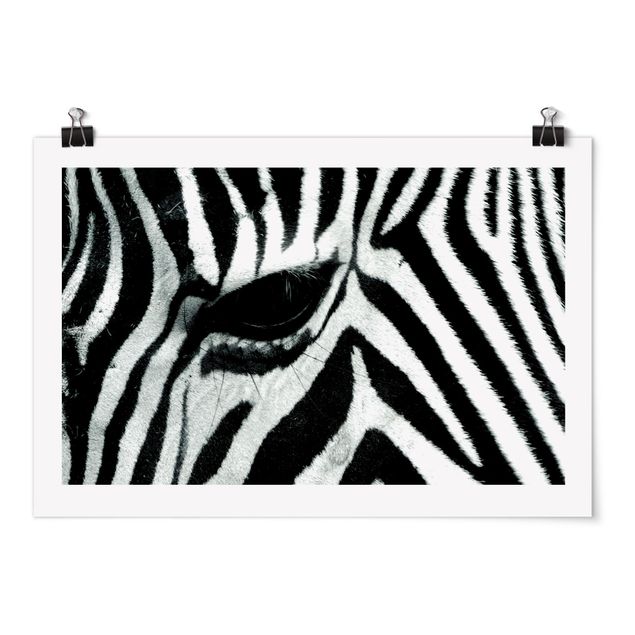 Plakater dyr Zebra Crossing