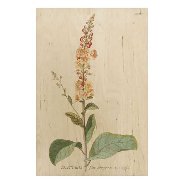 Prints på træ blomster Vintage Botanical Illustration Mullein