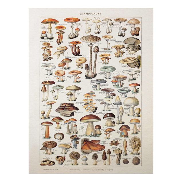Billeder blomster Vintage Board Mushrooms